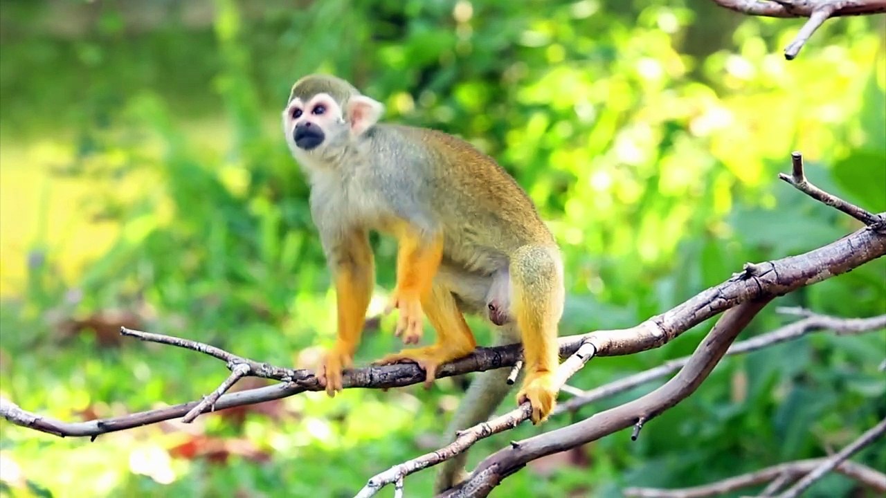 Educational Video - Zoo Animals - At the Zoo - English for Kids - Kids Vocabulary