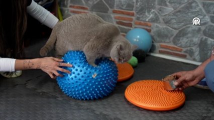 Obez kedi "Şiraz" pilates yaparak ve yüzerek zayıflıyor
