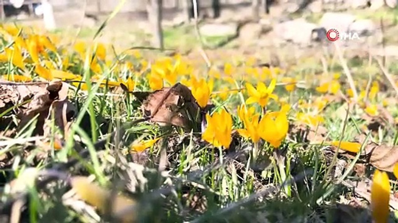 Baharın müjdecisi çiğdemler çiçek açtı, 12 bin yıllık siyez toprakla buluşturuldu