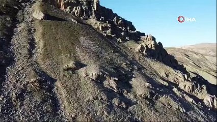 Tarihi Palu ilçesinde gezen dağ keçileri dron ile görüntülendi