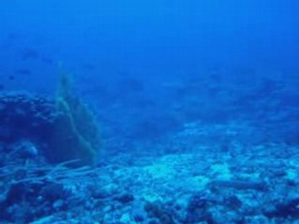 Jaws a lifou