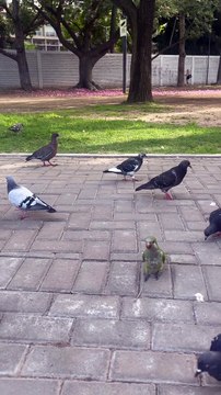 Bird Makes Friends With Park Pigeons