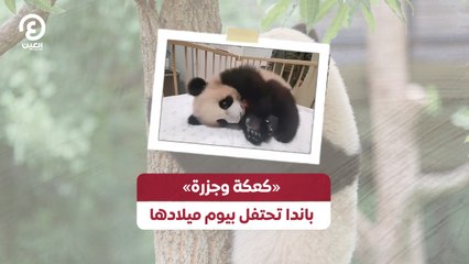 «كعكة وجزرة» باندا تحتفل بيوم ميلادها