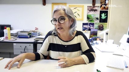 Amazônia: 50 novas serpentes e lagartos descritos pelo MPEG revelam a biodiversidade da região