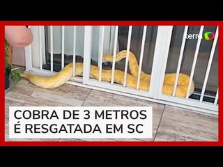 Píton albina de 3 metros é resgatada em portão de casa de uma casa em Indaial (SC)