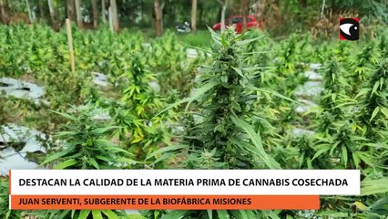 Destacan la calidad de la materia prima de cannabis cosechada