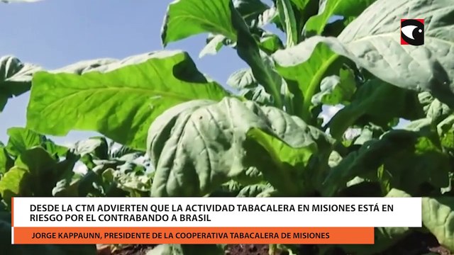 Desde la CTM advierten que la actividad tabacalera en Misiones está en riesgo por el contrabando a Brasil