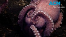 Deep-sea explorers discover four new species of octopus