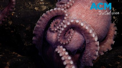 Deep-sea explorers discover four new species of octopus