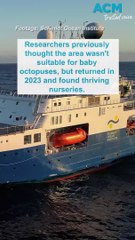 Deep-sea explorers discover four new species of octopus