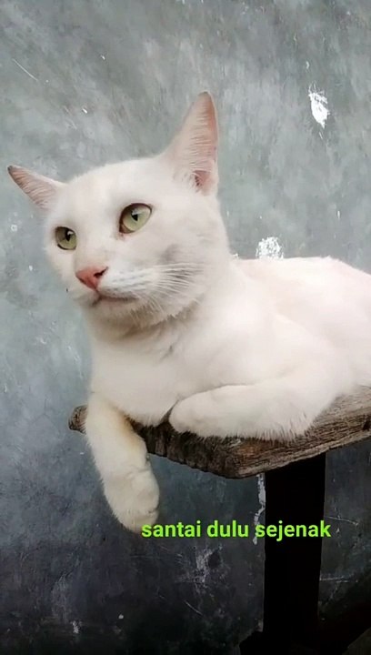 siapa nih yg suka kucing
