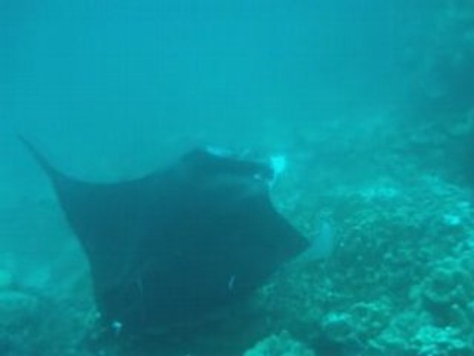 Raie manta