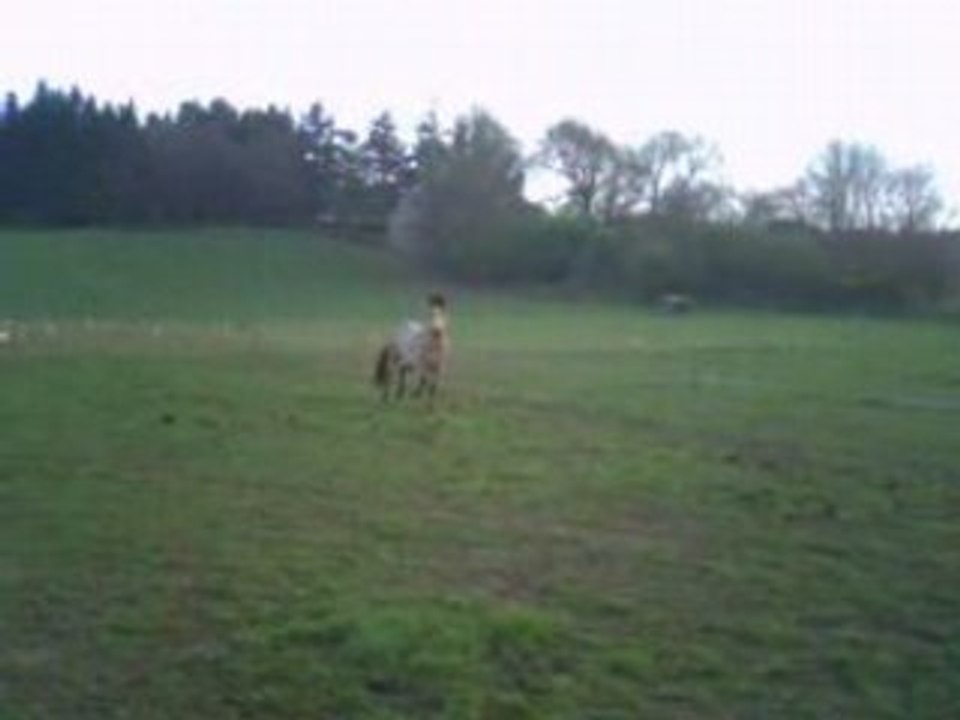 Ody au pré qui s'éclate + cabré