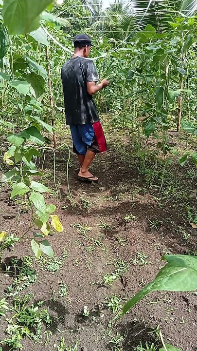Harvest Time