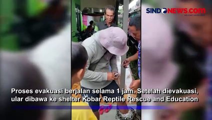 Melilit di atas Rumah, Ular Piton Sepanjang 4 Meter Dievakuasi