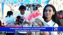 ‘Adoptatón’ en Surco: más de 500 animales buscan un nuevo hogar