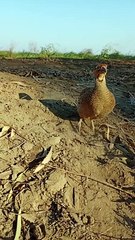 teetar bolne ki voice