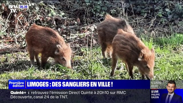 Là, on a des traces de passages de sangliers : à Limoges, de plus en plus de sangliers s'aventurent en ville