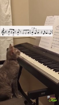 Tik Tok Viral Comedy Funny Clips || Tik Tok Video Bhojpuri Tik Tok Video 2023