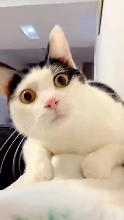 Funny_Cats #cats #funny #shorts