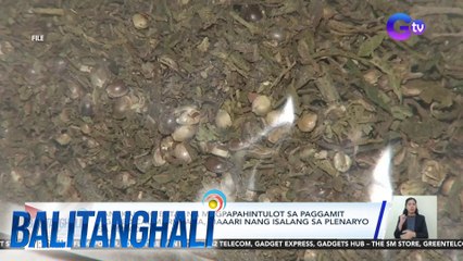 Panukalang batas na magpapahintulot sa paggamit ng medical marijuana, maaari nang isalang sa plenaryo sa Senado | BT