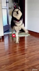  The Funniest Fails and Bloopers (Try Not to Laugh Challenge)  part-31