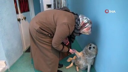 Скачать видео: Mahallenin maskotu 'Çirkin' alkış sesi duyunca oynamaya başlıyor