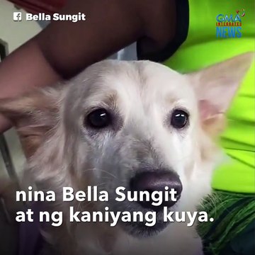 Alagang aso, marunong magreklamo sa amo?! | GMA Integrated Newsfeed