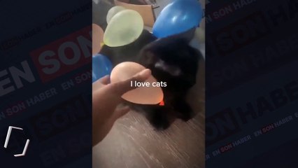 Kedilerin statik elektrik ile imtihanı