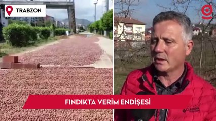 Havaların sıcak gitmesi fındıkta verim endişesine neden oldu