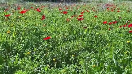 Lettre errante (2023) - Bande annonce