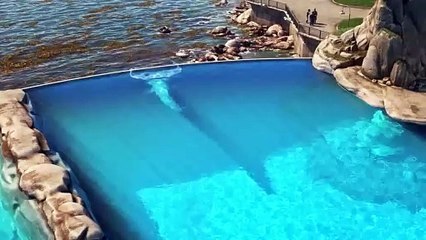 Le monde de Dory (2016) - Bande annonce