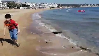 Yaza girerken kritik uyarı geldi: ''Ölüsüne bile dokunmayın!''