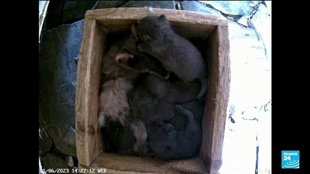 Norway gives Arctic foxes a helping hand amid climate woes