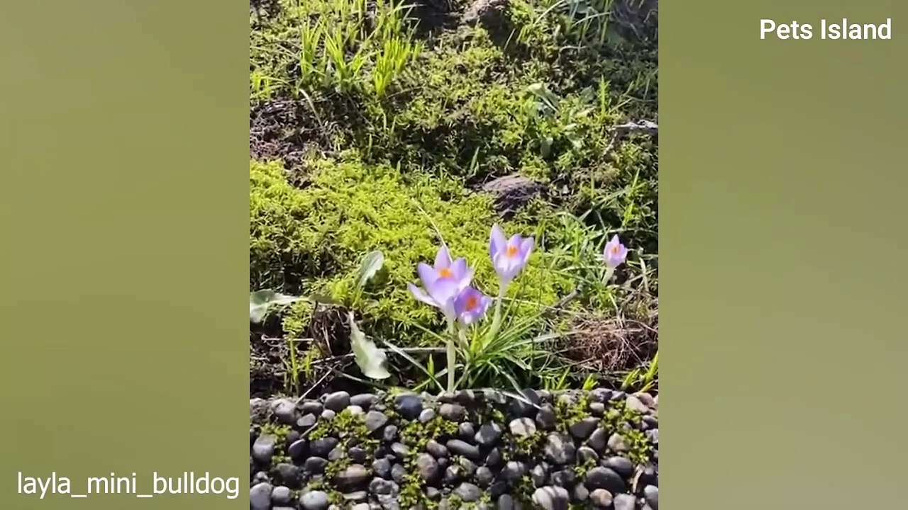 Dogs are on Earth to MAKE US LAUGH FUNNIEST DOG EVER 2024!