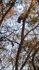 Download Video: Baghera climbed a tree out of fear after seeing ST-21 male and ST-9 female tigers in Sariska...watch video