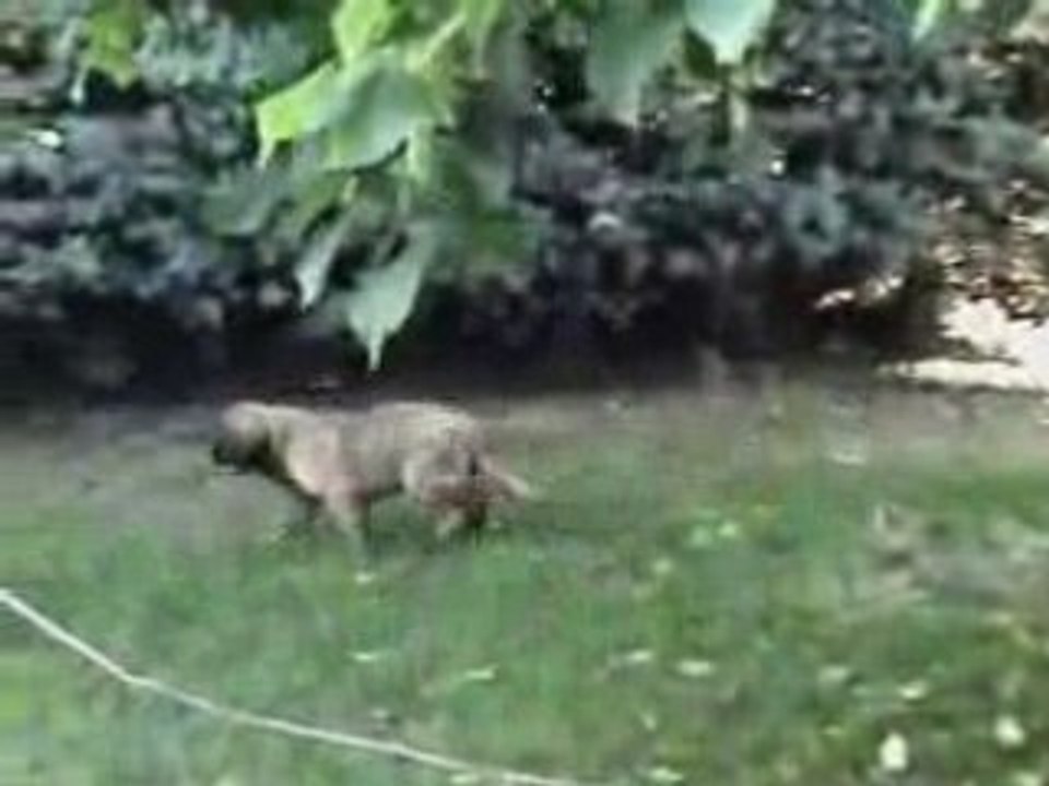Le Lion et le tuyau