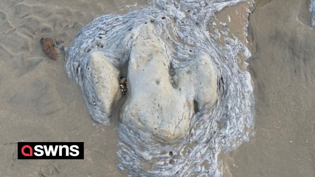 Family walking on beach discover eight dinosaur footprints