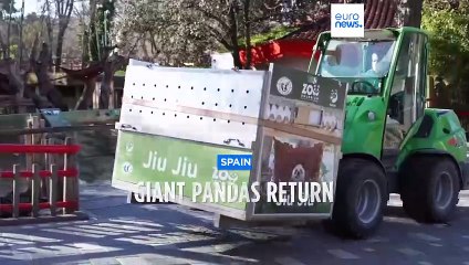 Giant Pandas Return to China from Spain to Boost Breeding 🐼