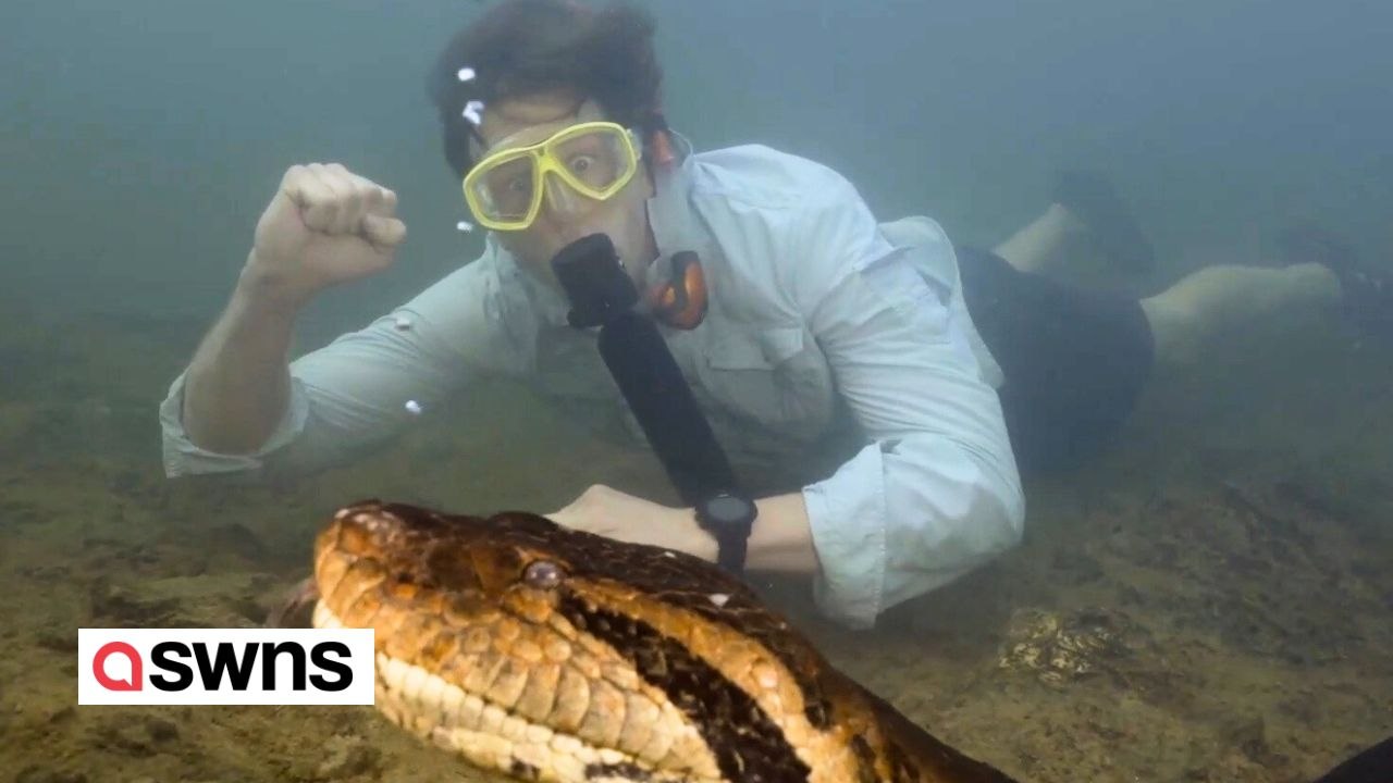 Wissenschaftler entdecken neue Anakonda-Art im Amazonasgebiet