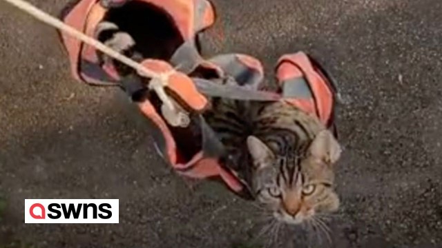 Ein Mann, der im ersten Stock wohnt, hat sich eine Vorrichtung ausgedacht, mit der er seine Katze auf bequeme Weise rauslassen kann - einen selbstgebauten „Katzenaufzug“