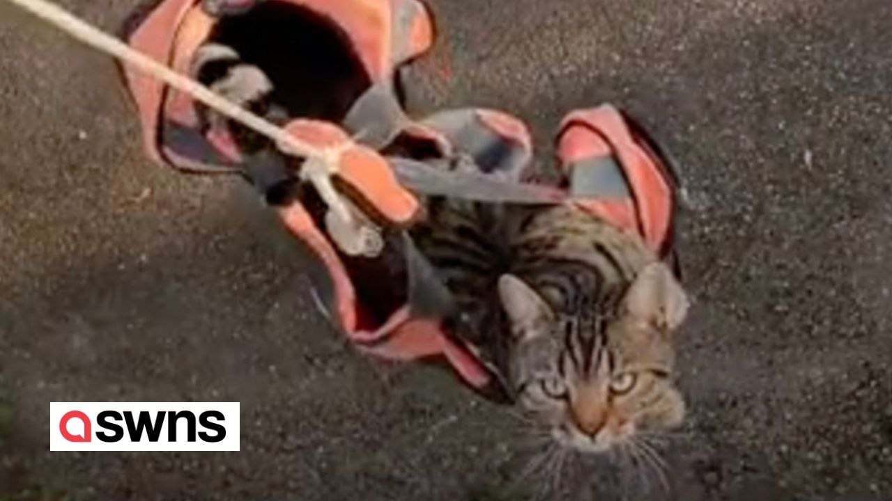 Ein Mann, der im ersten Stock wohnt, hat sich eine Vorrichtung ausgedacht, mit der er seine Katze auf bequeme Weise rauslassen kann - einen selbstgebauten „Katzenaufzug“