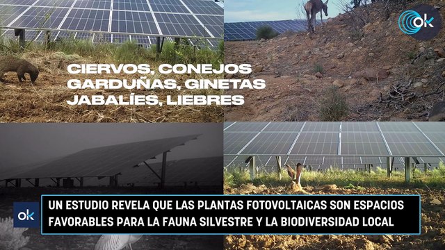 Un estudio revela que las plantas fotovoltaicas son espacios favorables para la fauna silvestre y la biodiversidad local