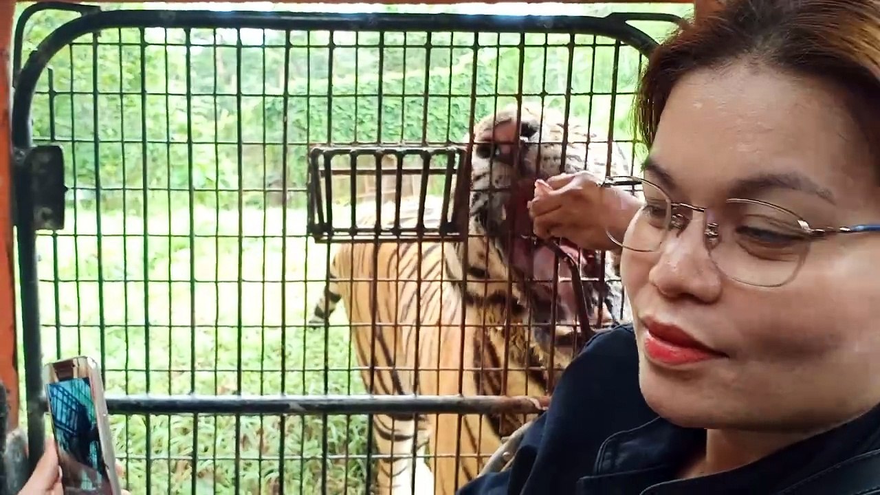 Tiger on the side