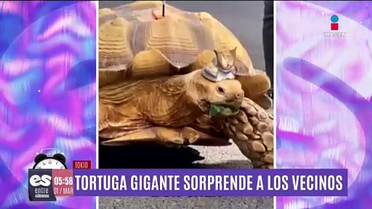 Tortuga gigante como mascota