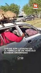 Ovejas son llevadas en la parrilla de un vehículo, estaban amarradas