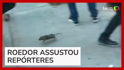 Rato 'invade' coletiva de imprensa e causa pânico de jornalistas na Argentina