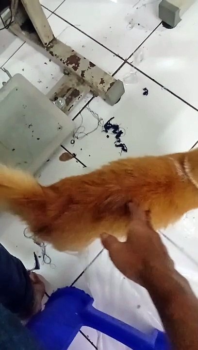 kucing