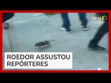 Rato 'invade' coletiva de imprensa e causa pânico de jornalistas na Argentina