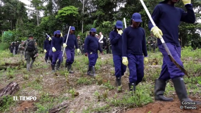 13-02-187 154 hectareas de coca han sido erradicadas en Antioquia
